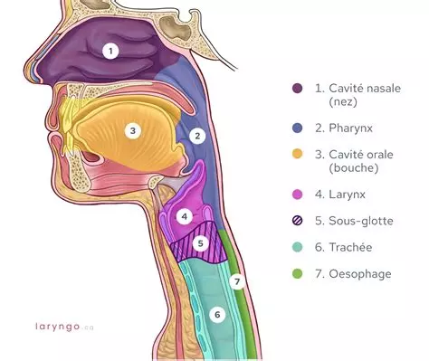 Anatomie du larynx et santé vocale